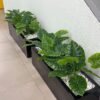 Plant Box