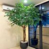 Pohon Bringin Sintetis 150cm