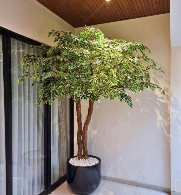 Pohon Bringin Sintetis 150cm