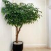 Pohon Bringin Sintetis 150cm