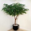 Pohon Bringin Sintetis 150cm